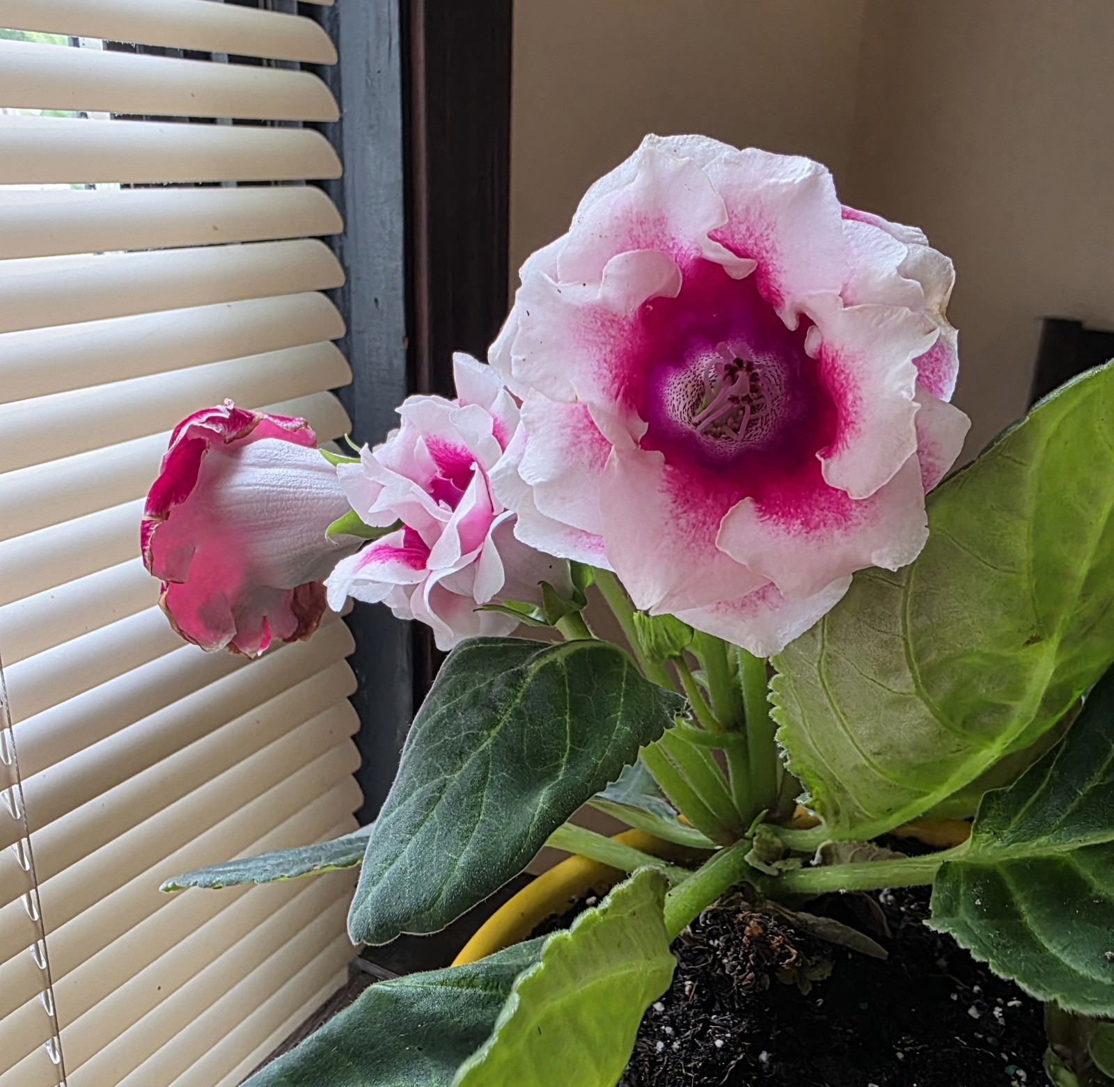 Gloxinia Leaf Cutting . $12