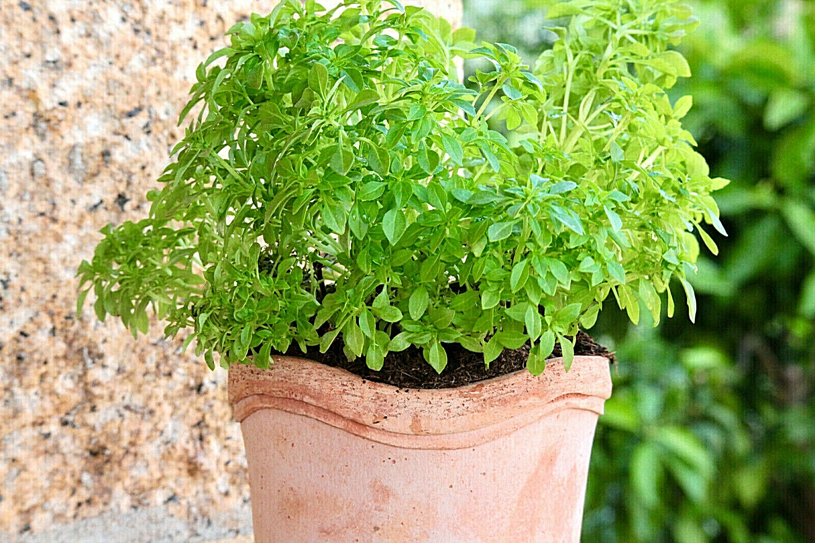 500 DWARF GREEK BASIL Ocimum Basilicum Fragrant Spicy Small Leaf Herb Seeds