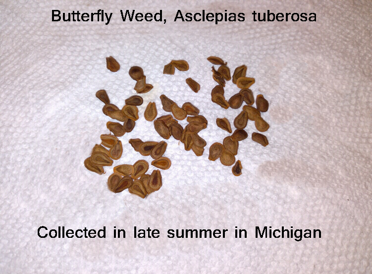 SEEDS Butterfly Weed (Asclepias tuberosa), 25 seeds
