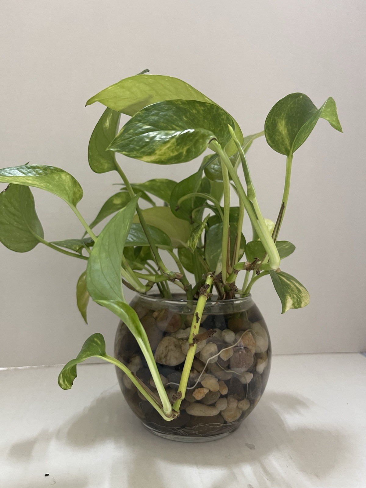 Pothos Indoor Live Plant 7in – 10in Cutting 3PC Well Rooted NO POT Good In Water