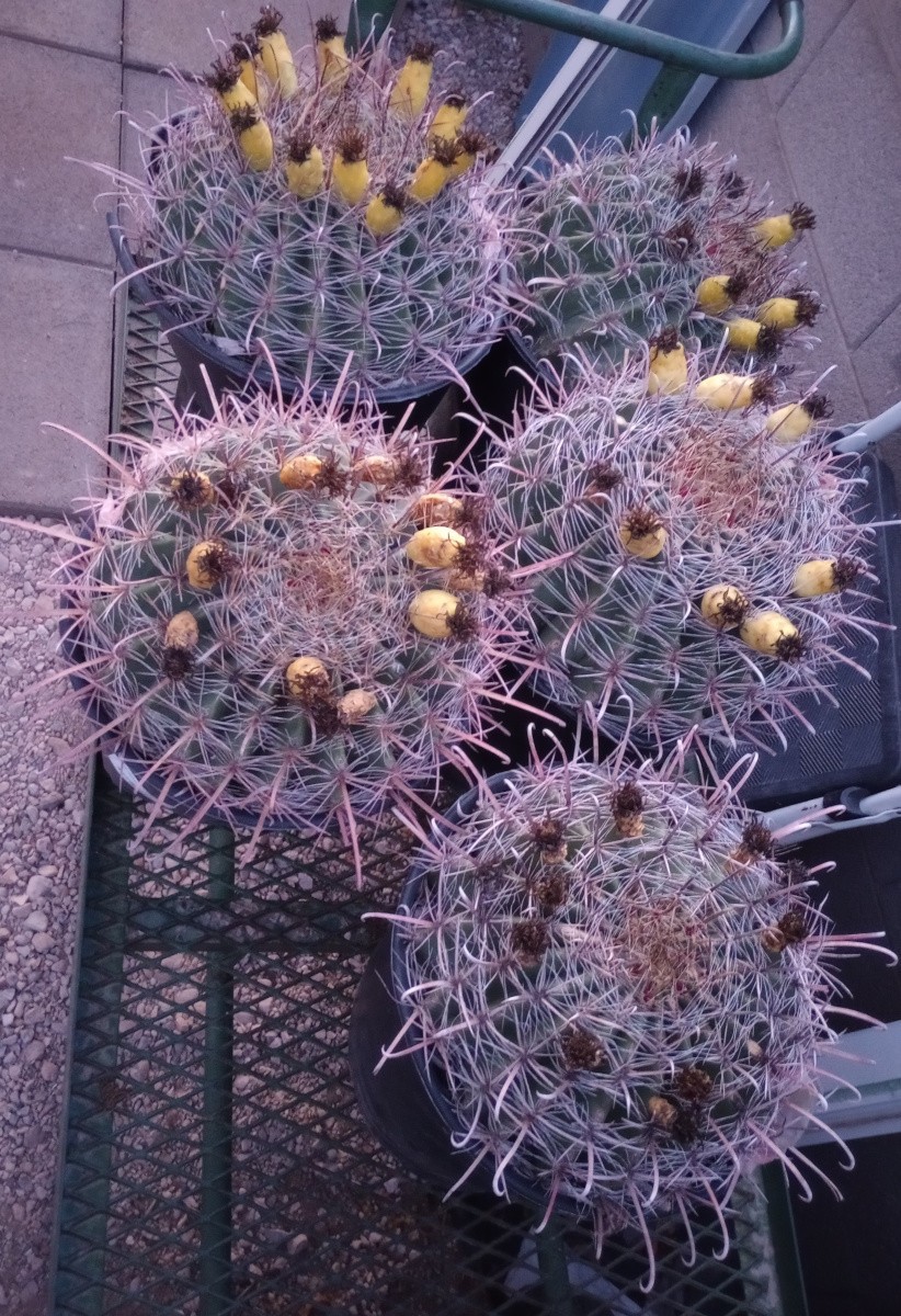 Ferocactus wislezenii Super Barrel Fish Hook Cactus 12 Inches Wide 101