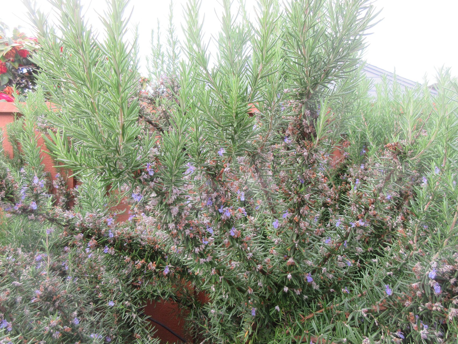 Tuscan Blue Rosemary Cuttings (Organic ) – Set of 10 (5-7″) Live Plant Sprigs