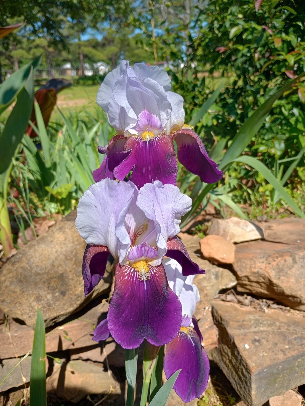 5x MIXED VARIETIES/COLORS BEARDED IRIS Bulbs/Rhizomes FRESH