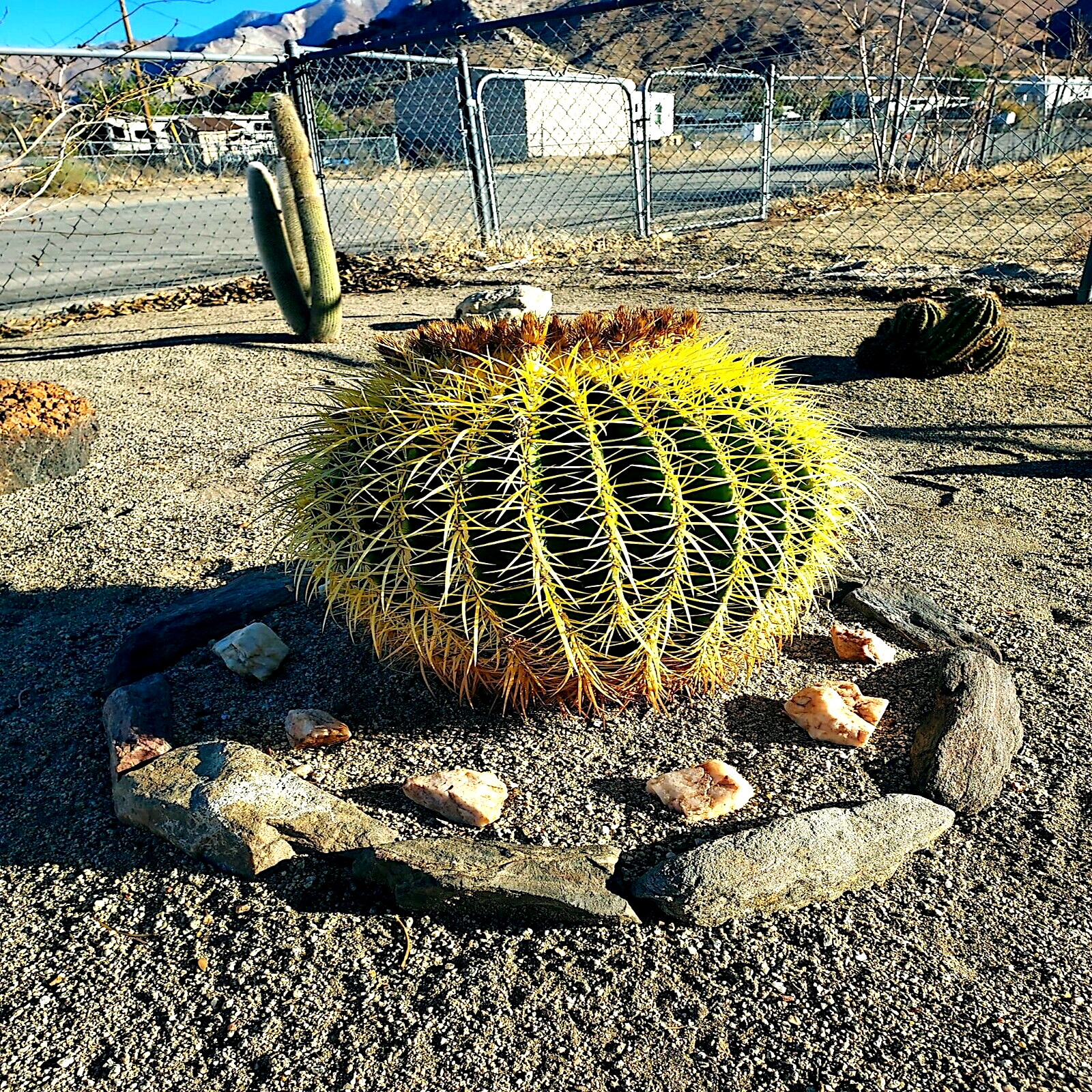 25 Golden Barrel Ball Cactus Seeds Echinocactus grusonii Flowering Cacti Plant