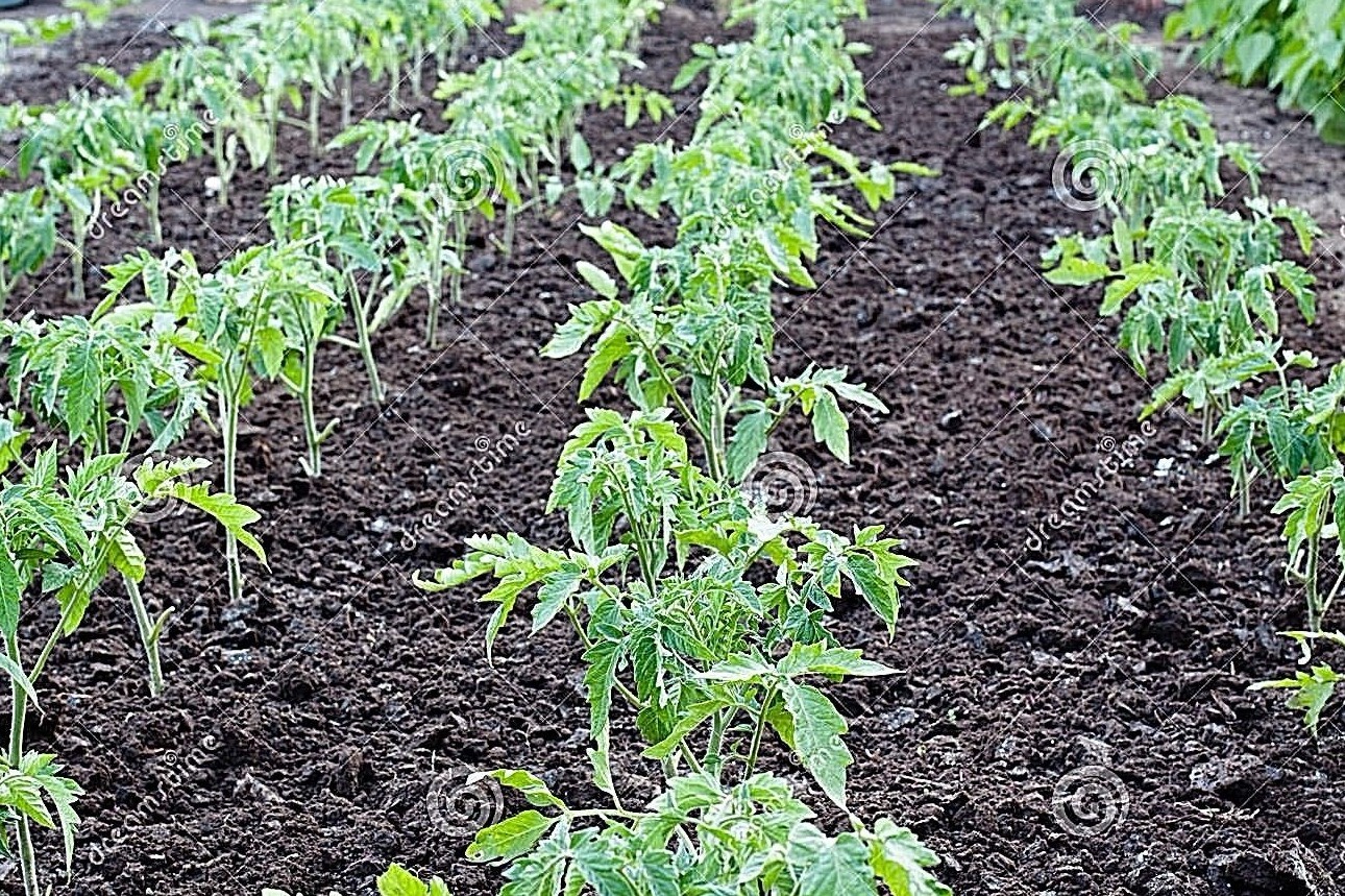 ACE 55 tomato heirloom non-gmo LOW ACID GREAT CANNER! DISEASE RESISTANT! O.P.