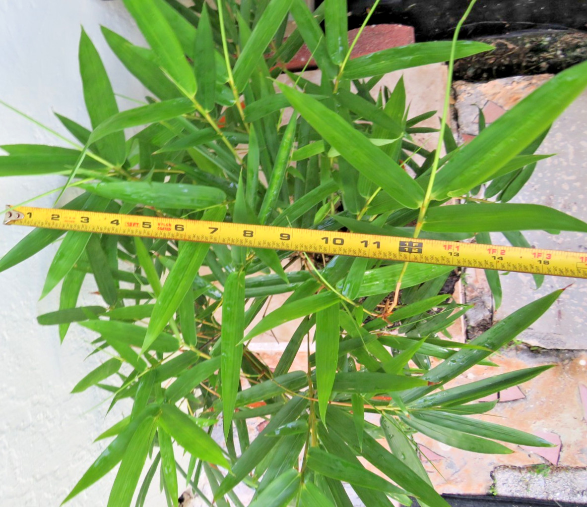 Buddha Belly Bamboo Thick trunk Bambusa ventricosa Exotic Tropical Bonsai Plant