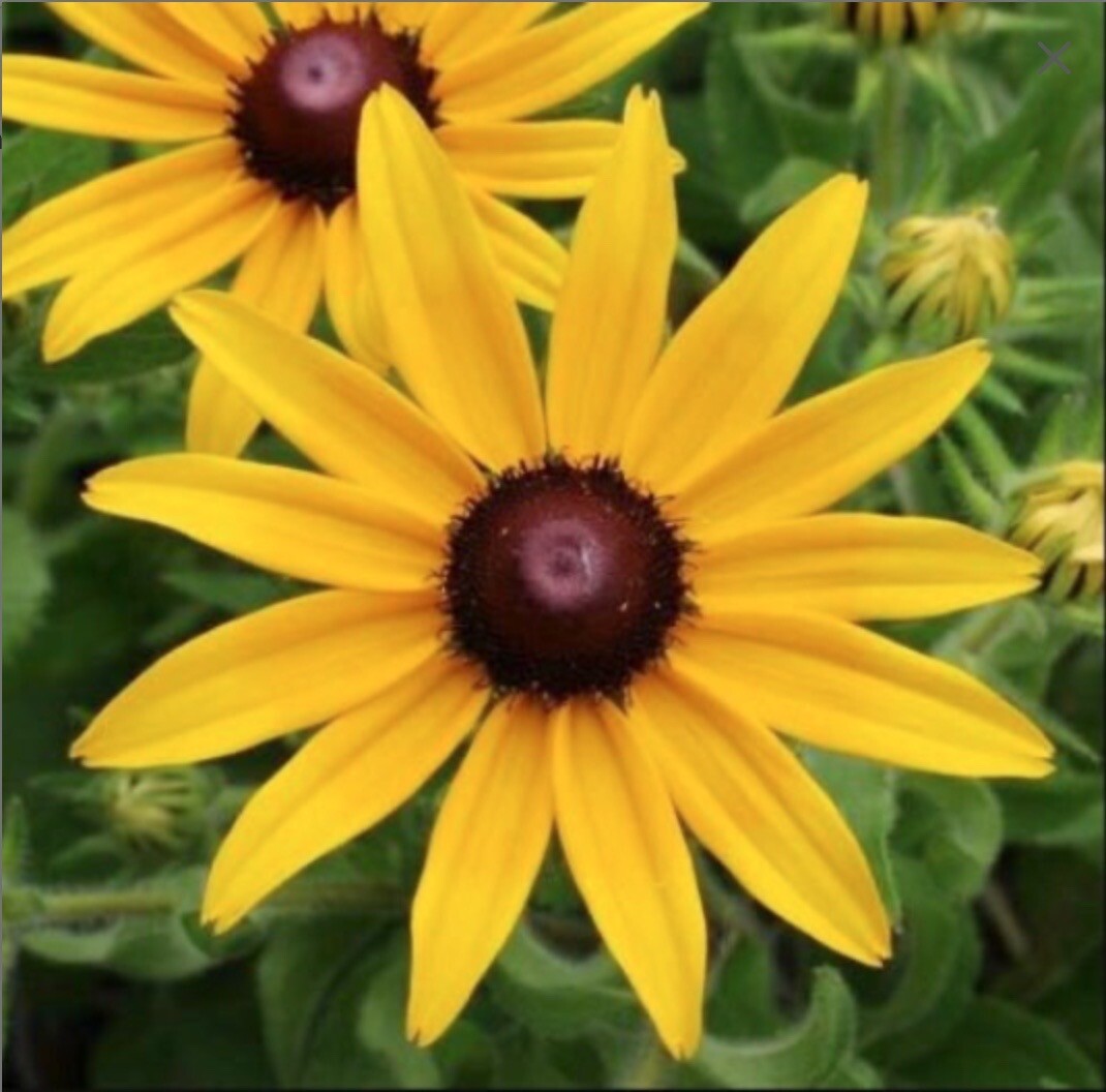 Organic Rudbeckia Hirta SEEDS~Gloriosa Daisy BlackEyed Susan~Color Variation Mix