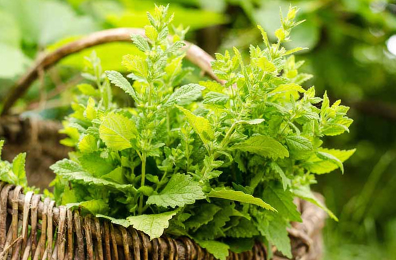 2 Live Lemon Balm Plant – 3–6″ Tall – Aromatic Herbal Perennial – Ships No Pot