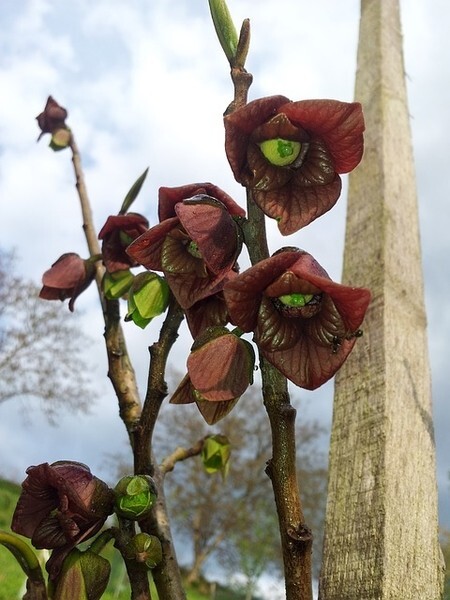 Asimina triloba ‘Sunflower’, grafted 10-12 inches tall plant (Poor Man’s Banana)
