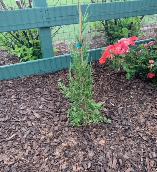 Taylor Juniper Tree 1-2 ft Outdoor Evergreen Plant Juniperus virginiana ‘Taylor’