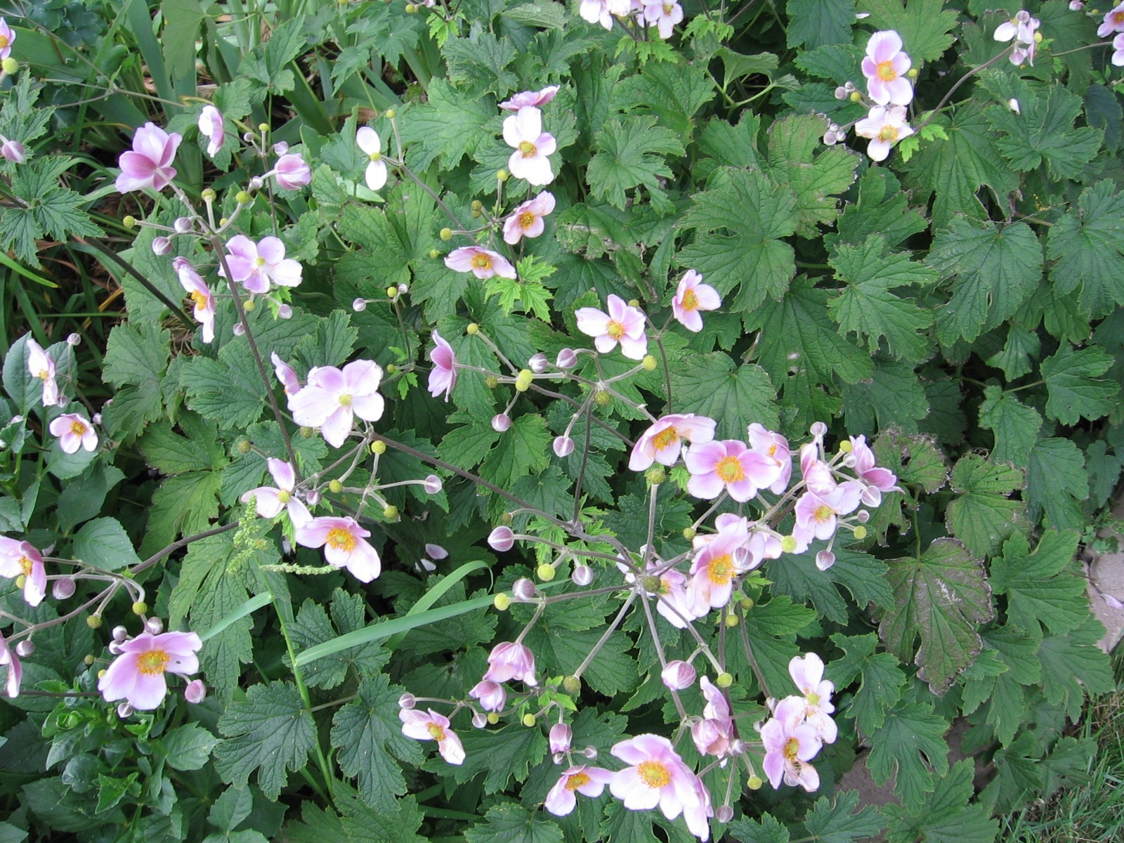 Japanese ANEMONE / Wind flower – Single pink Fall blooming Perennial 4+ roots