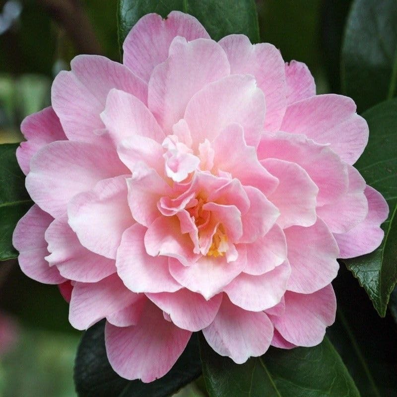 20+ Mixed Camellia Seeds for Planting-Camellia Shrub Impatiens Balsamina Flow…