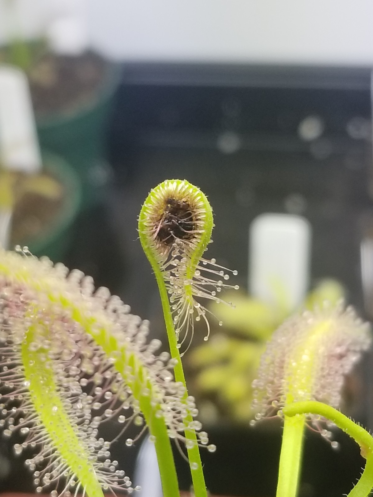Drosera capensis “alba” Seeds – Carnivorous Sundew Plant – Easy Beginner Sundew!