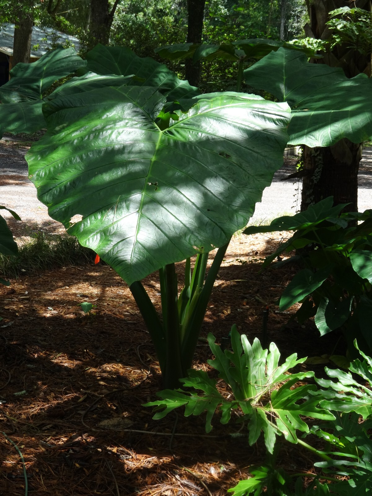 Mary’s Giant Colocasia / Elephant Ear / Taro – 1 Gallon Size