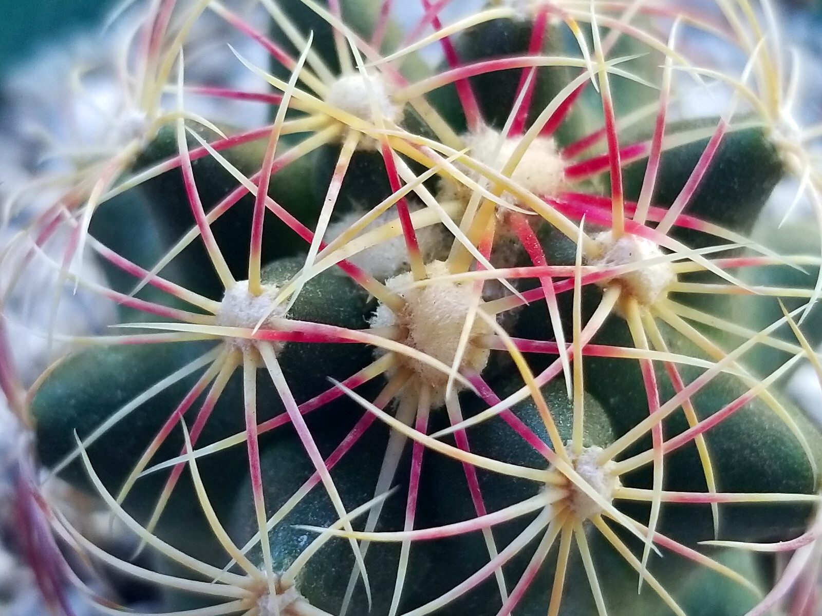 Thelocactus Bicolor v Pottsii SB77 Jimenez, Chihuahua Mexico – Large Flower