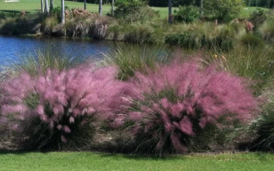 3 Pink Muhly Mrass in 2.25 inch pots, one plant per pot