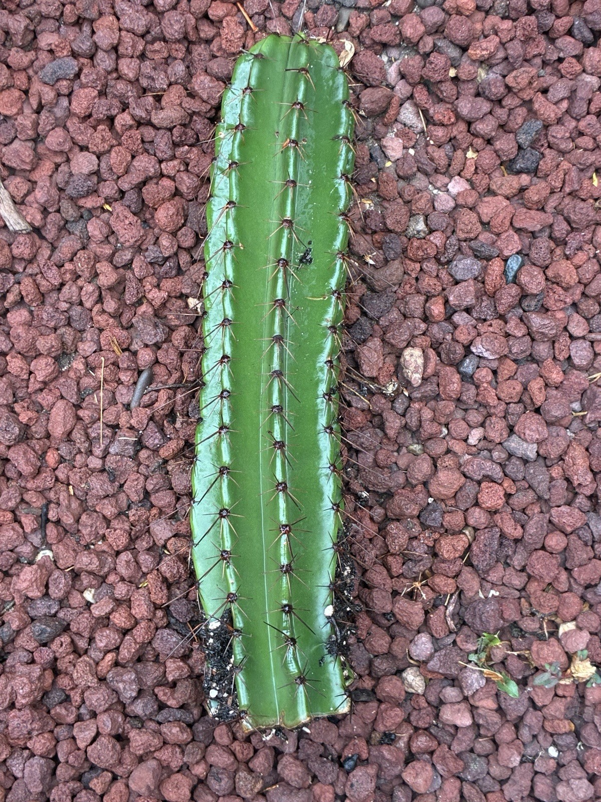 Stenocereus Queretaroensis Cactus Cutting