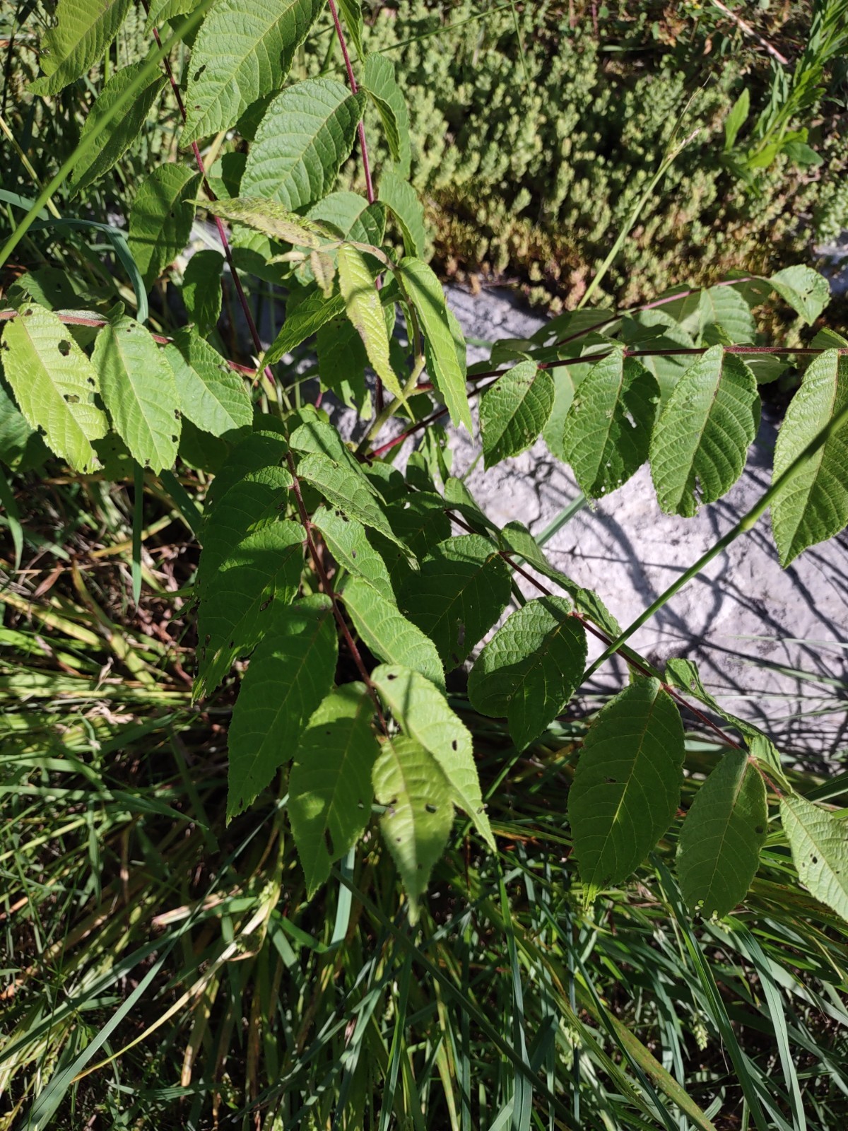 2 Black Walnut Tree Bare Root /Juglans Nigra American