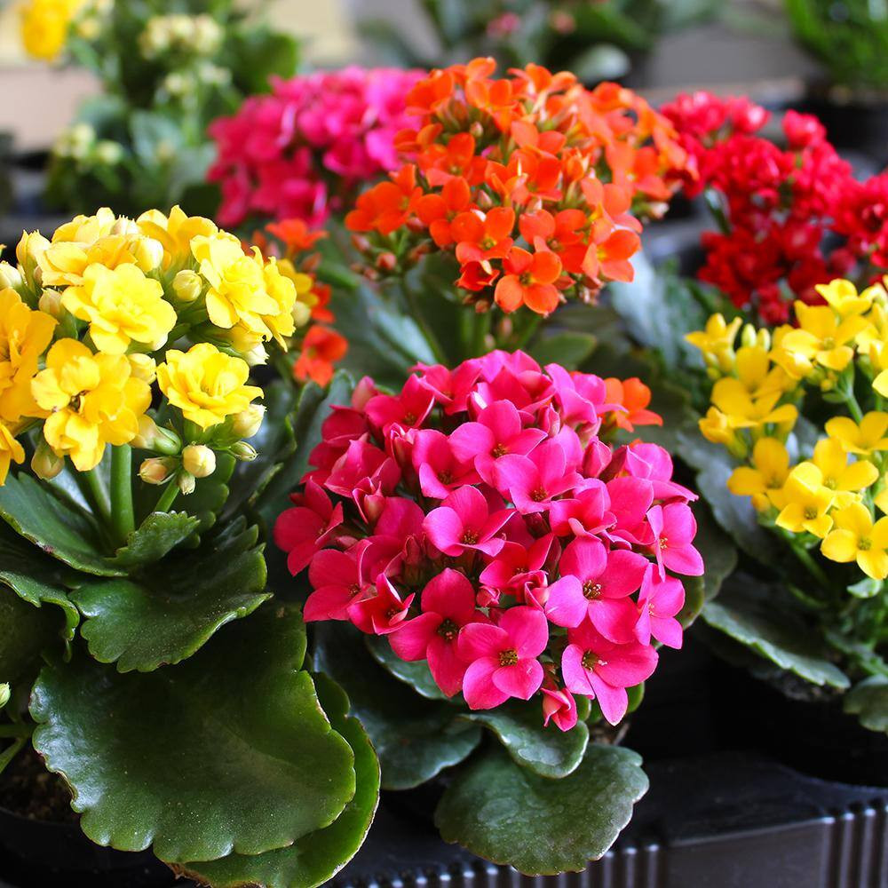 3-Pack 2.5 In. Kalanchoe Blossfeldiana Live Succulents in Assorted Colors in Gro