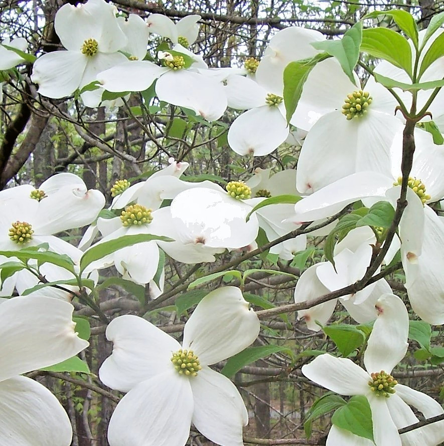 White Dogwood Tree Sapling – 10-16″ Tall – 1qt Pot – Cornus Florida – Zones 5-9