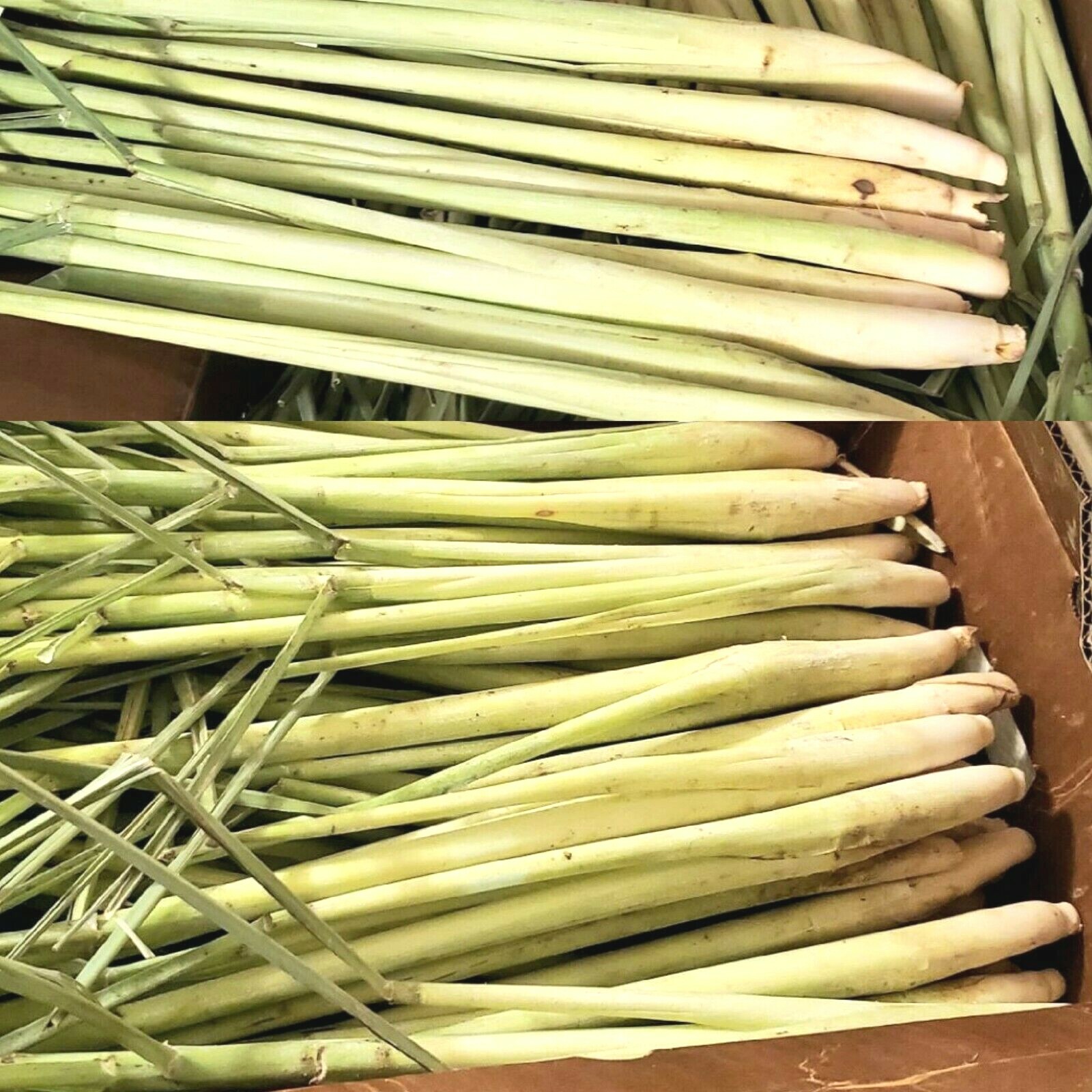 10 Live Lemongrass Stalks Cymbopogon Plant Herbal, Mosquito Repellent, Citronell