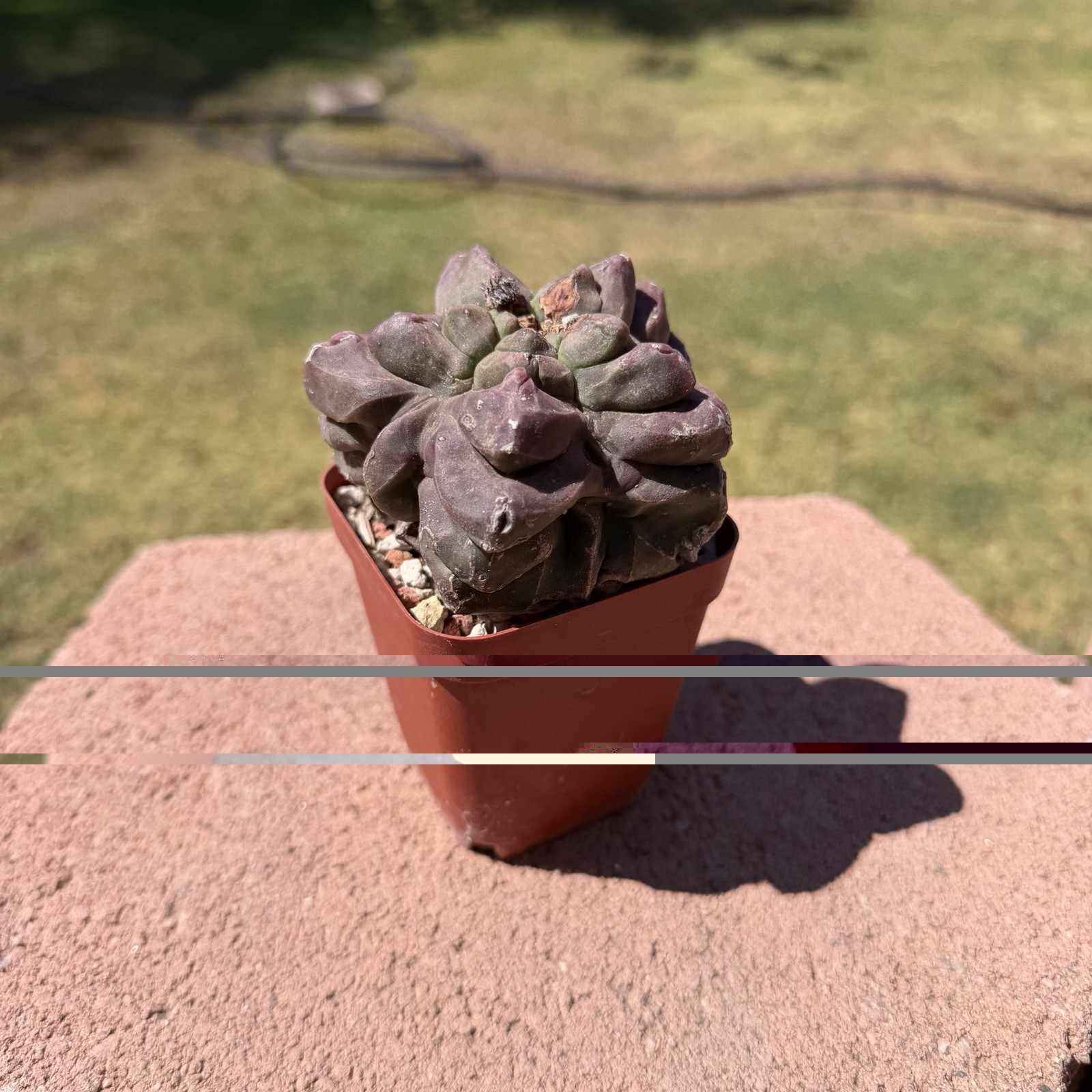 Astrophytum Myriostigma Kikko Wonky Cactus