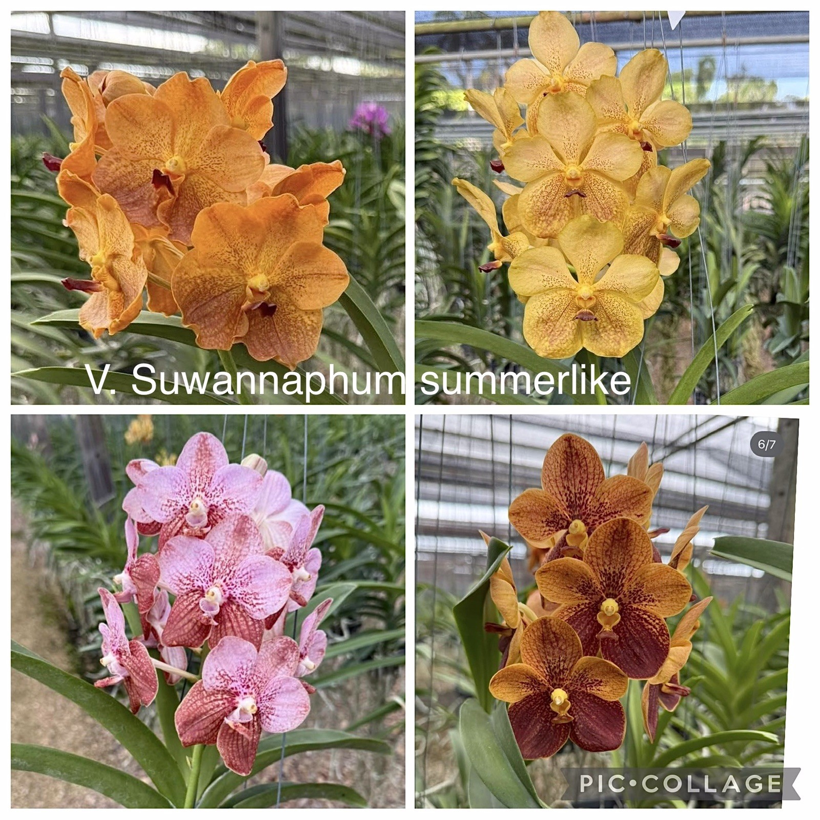 Vanda Suwannaphum Summer Like , Blooming Size Yellow Red Pink Spotted Orchid
