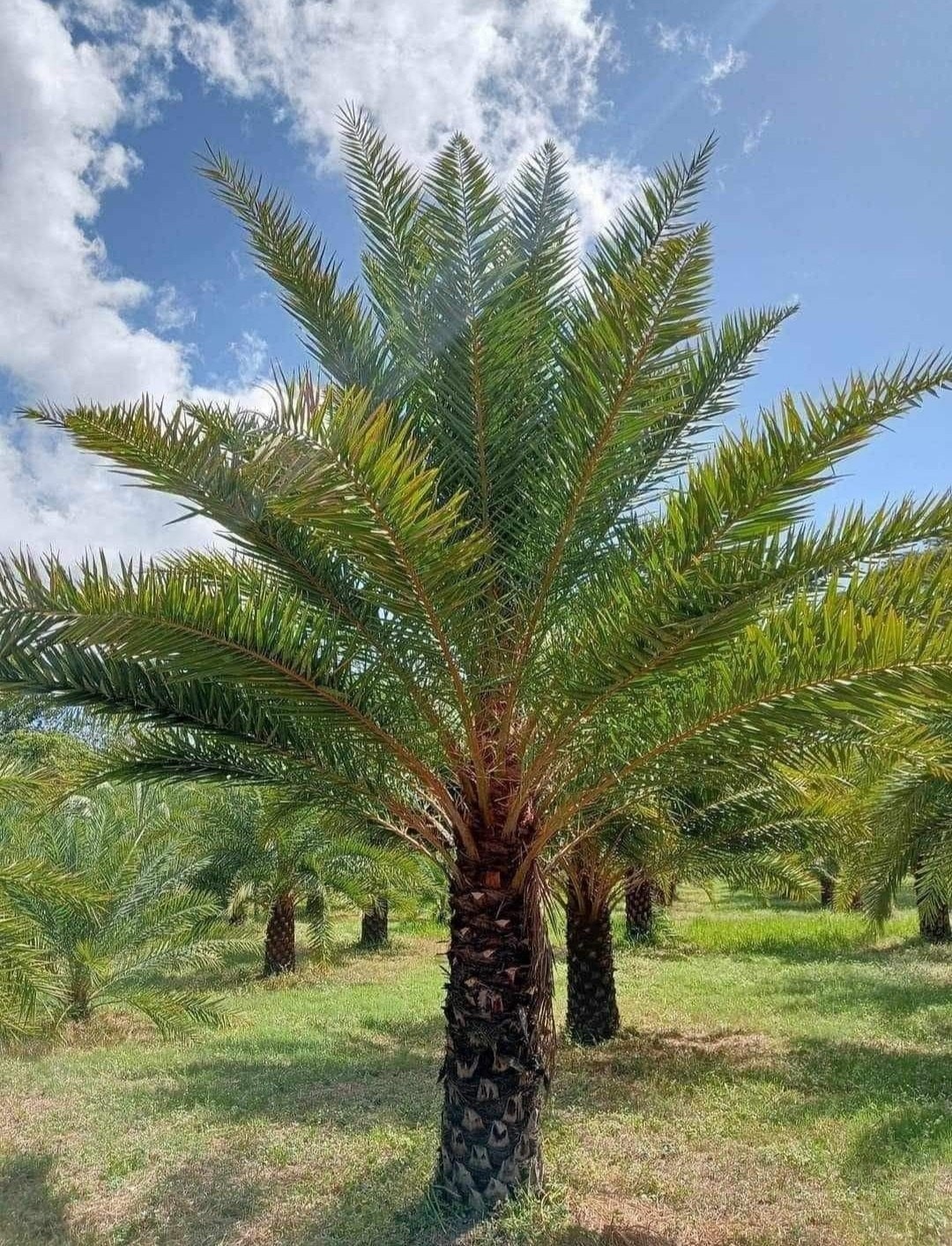 10+ Ajwa Dates Palm Tree Seed Fresh Exotic Palms Seeds