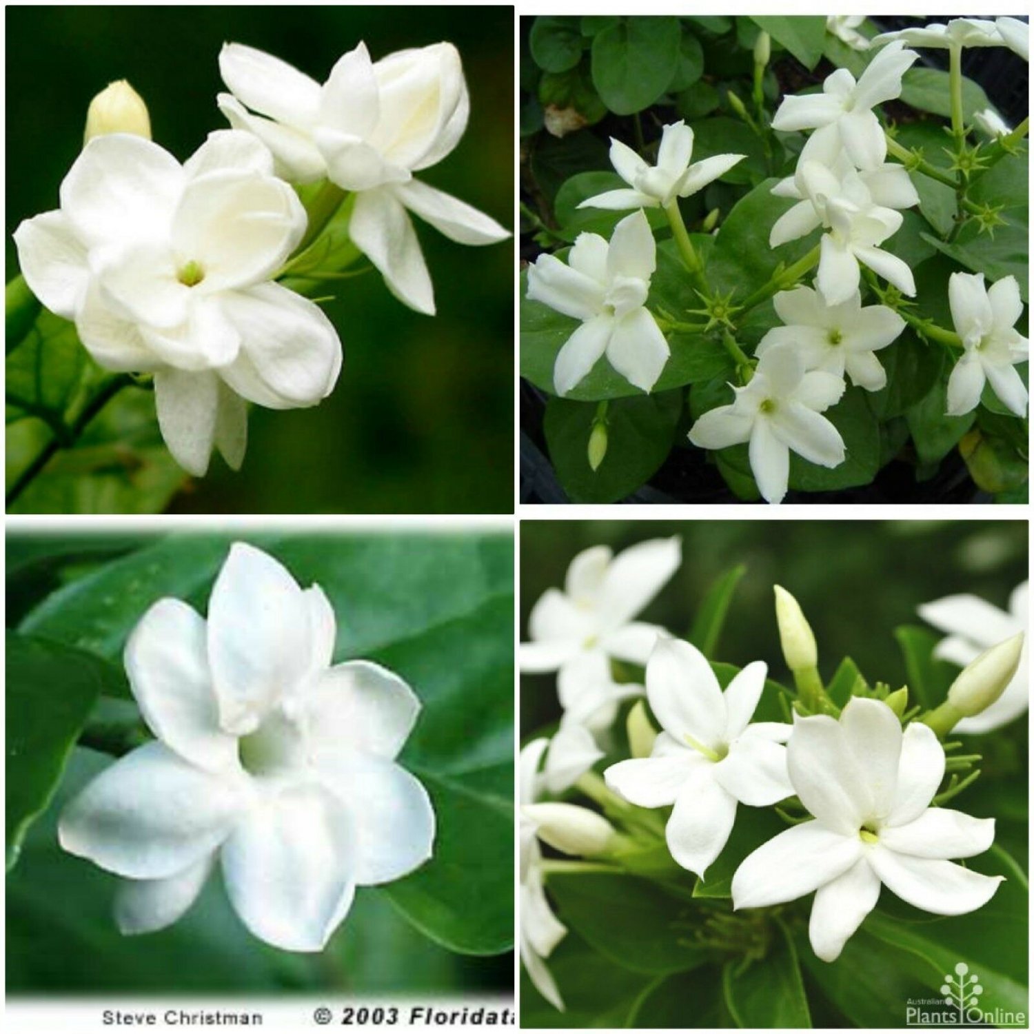 MAID OF ORLEANS JASMINE~Jasminum sambac~~Rooted STARTER Plant~Extremely Fragrant