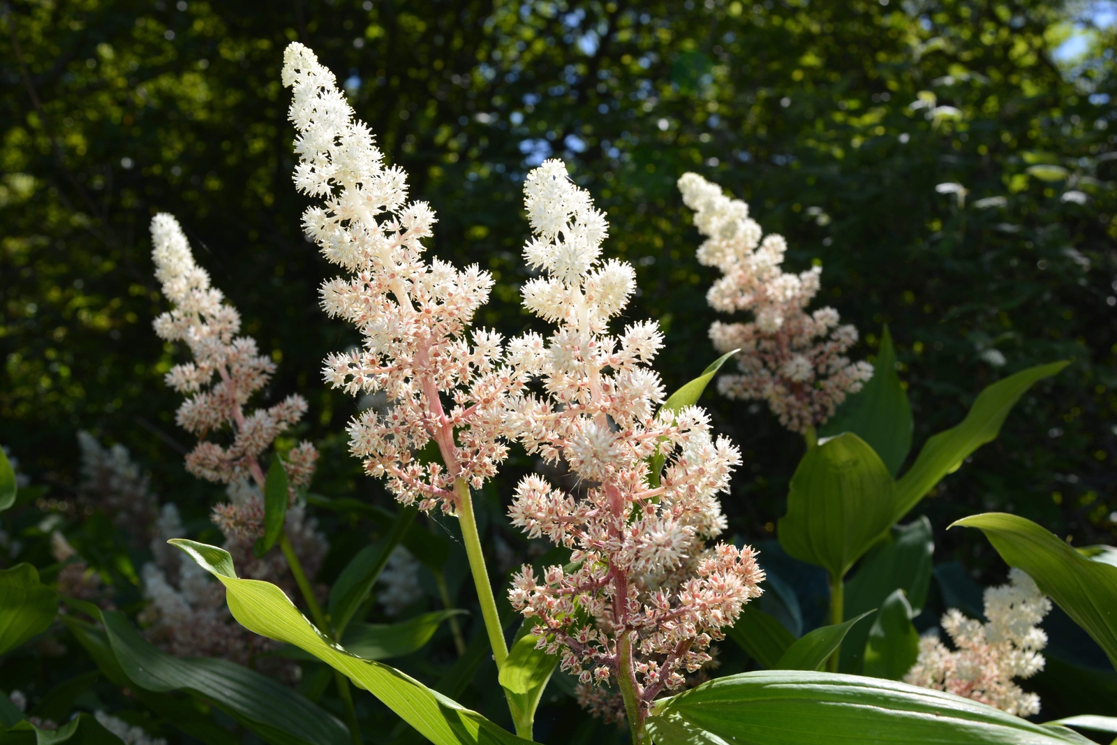 10 SOLOMON’S SPIKE White Western False Seal Maianthemum Racemosum Flower Seeds