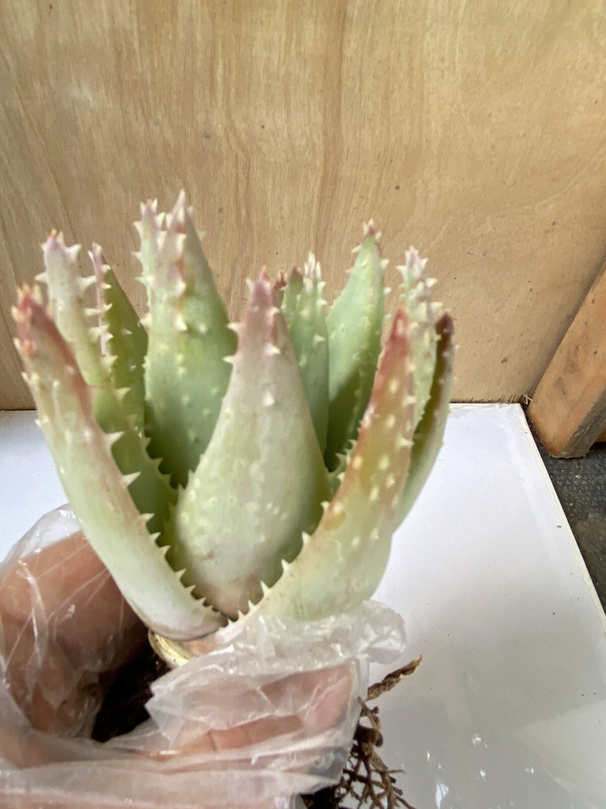 Aloe Brevifolia  Short-Leaved “Crocodile Aloe” Free Shipping