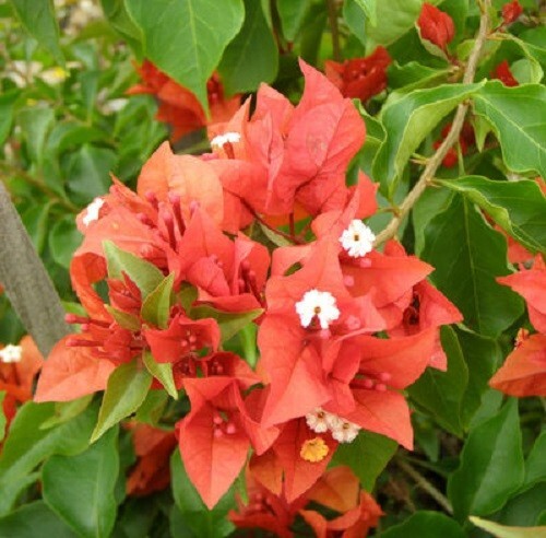 Bougainvillea – ‘Flame’