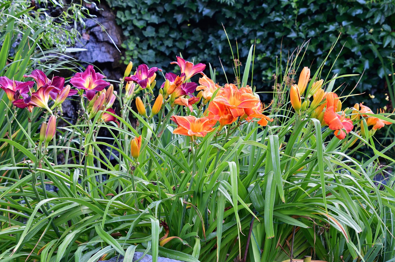 10 MIXED COLORS DAYLILY Hemerocallis Day Lily Fine Mix Red Purple Flower Seeds