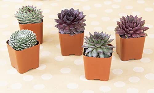 Plants For Pets Succulent 20 Sempervivum In Planter Pots Live Indoor Or Room