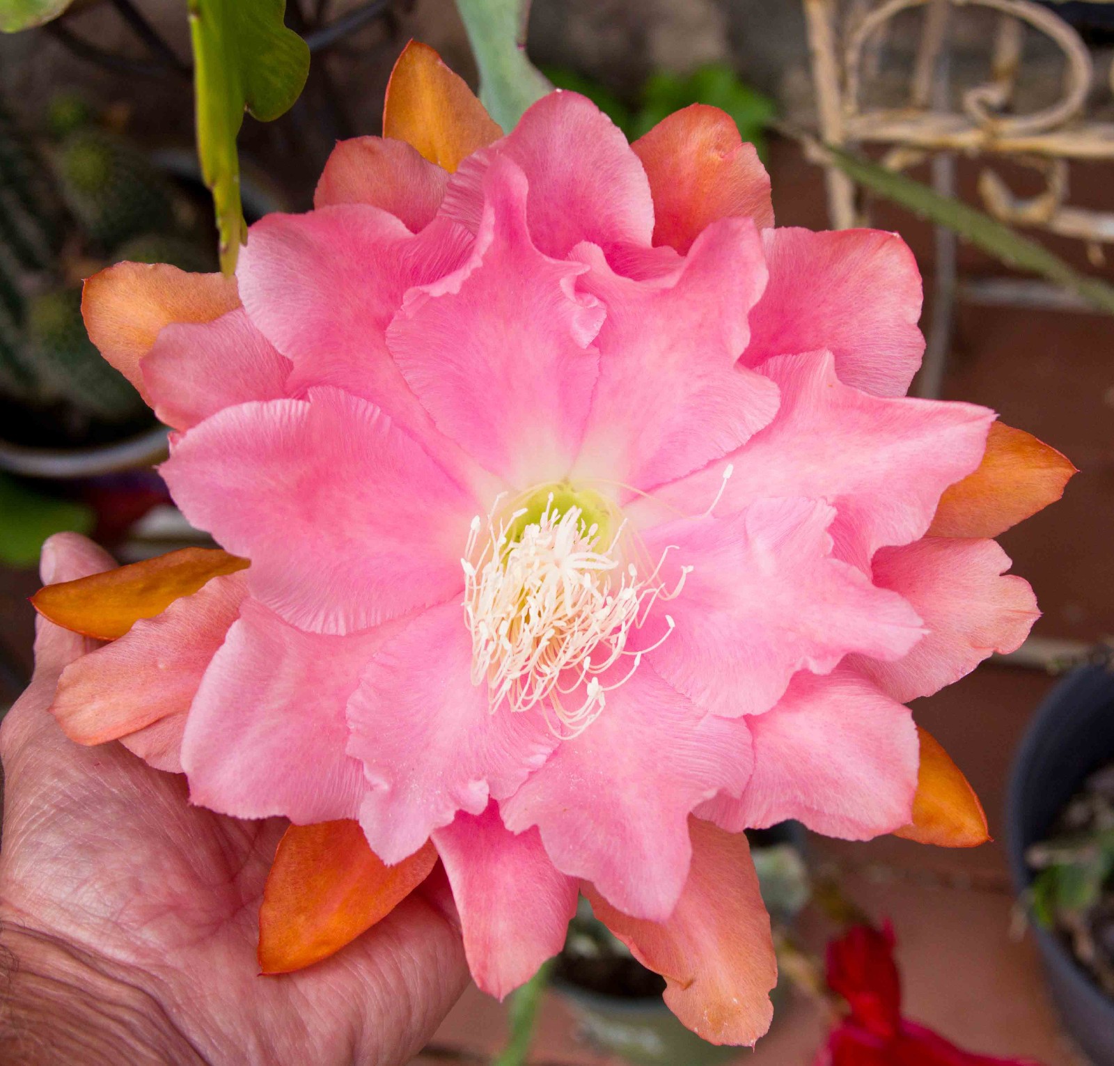 1 Vanilla Sunset Epiphyllum Orchid Cactus Cutting 8-10 inches long