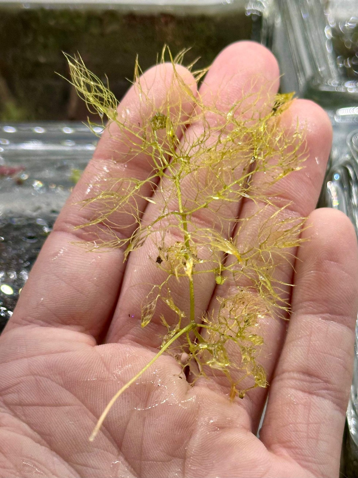 Utricularia macrorhiza – Live Bladderwort Carnivorous Potted Plant