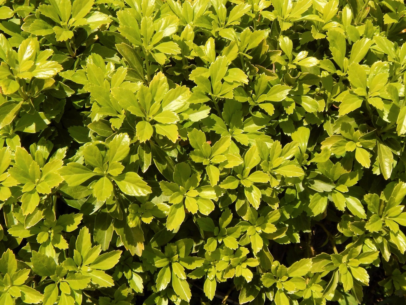 Pachysandra 35 Plants Japanese Spurge Ground Cover Perennial Evergreen Organic