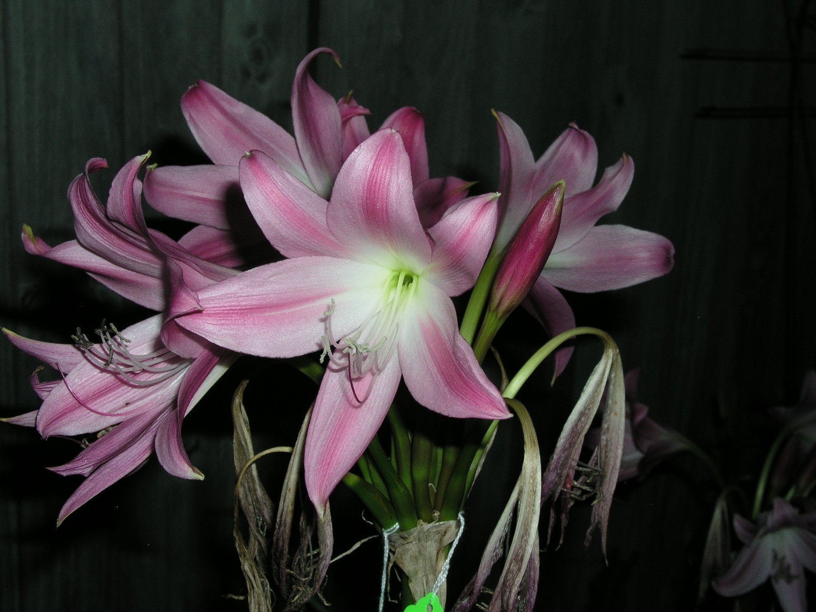 Crinum Lily, Walter Flory, Jumbo, blooming-size bulb, NEW