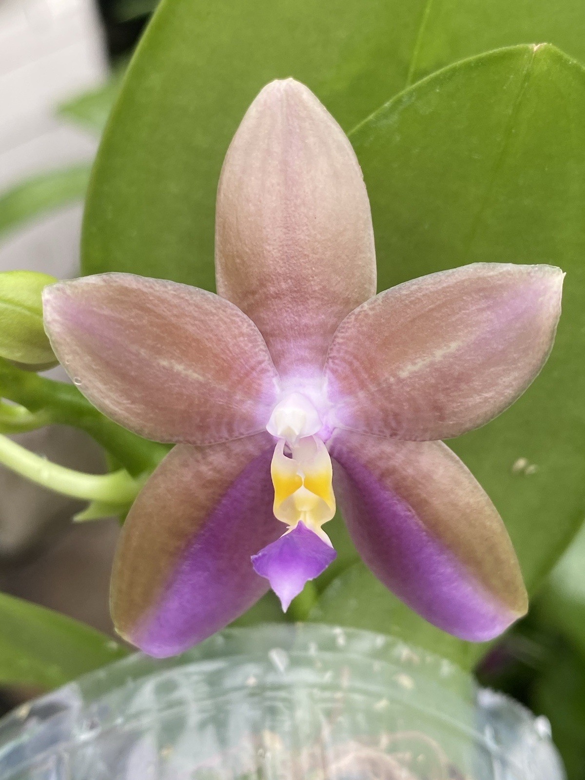 Original Phal Phalaenopsis Rainbow Blue Diamond x Yin’s Dream of Blue-FRAGRANT