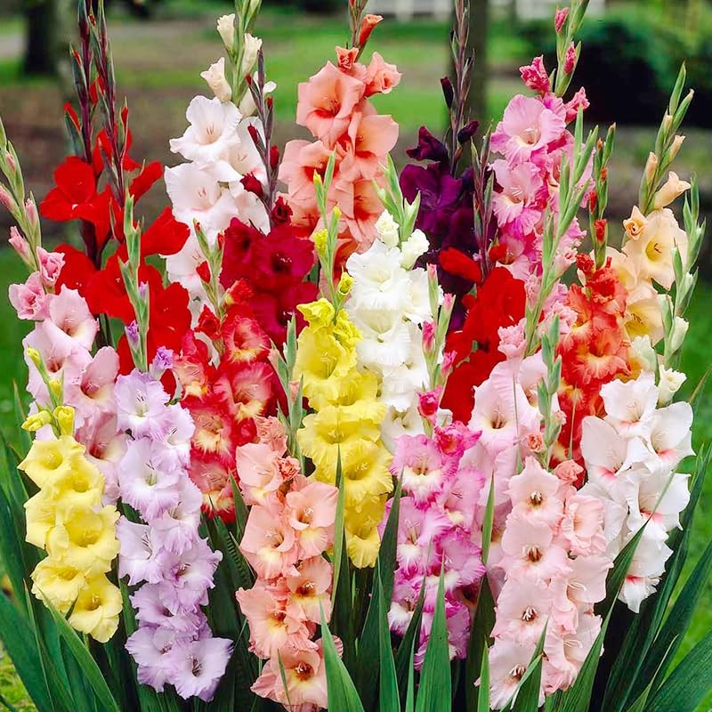Grower Special Mix Gladiolus Flower Bulbs – 100 Bulbs Assorted Colors – Make Gre