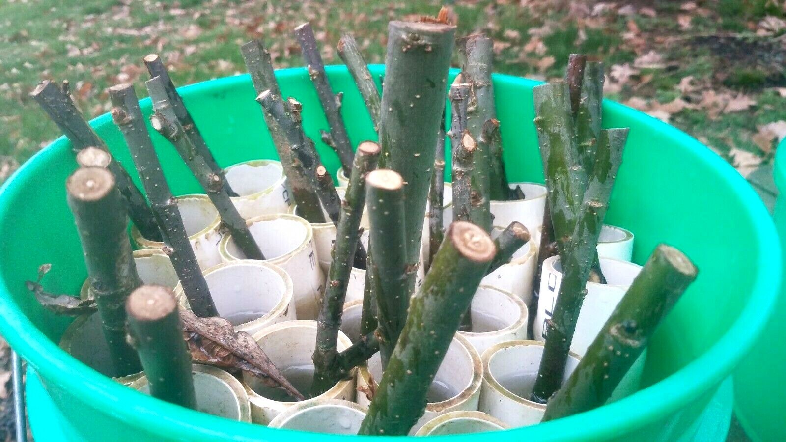 15 Hybrid Willow 10+” Clones from cutting, with roots and leaves