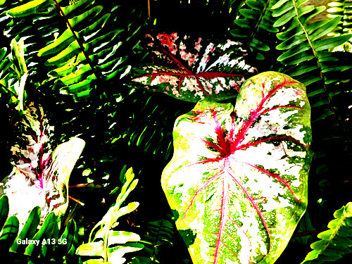 CALADIUM Bulbs TAPESTRY from Florida Plantation 4 BULBS