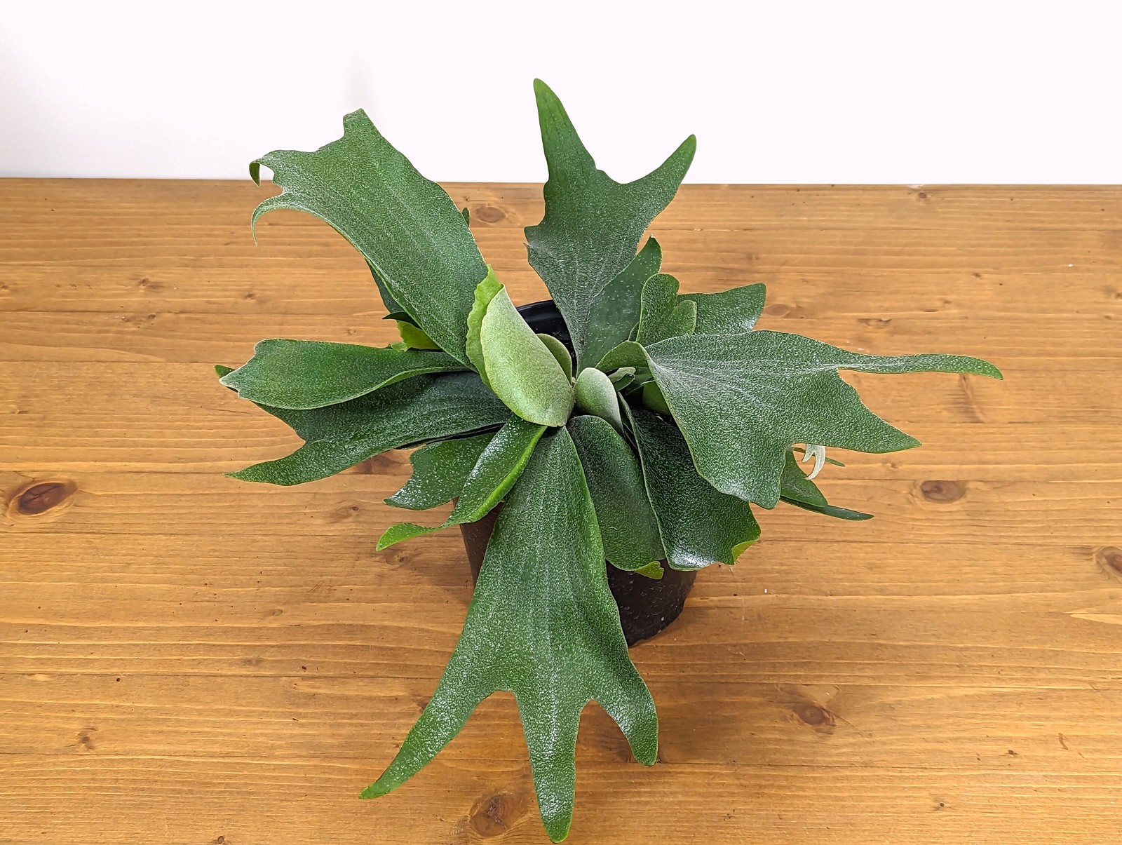 Staghorn Fern Platycerium bifurcatum Netherlands 4″ and 6″ Pots