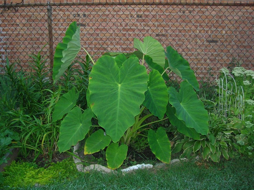 10 LIVE Colocasia Esculenta Elephant Ear Taro Gabi Kalo Eddo Bulbs READY to GROW