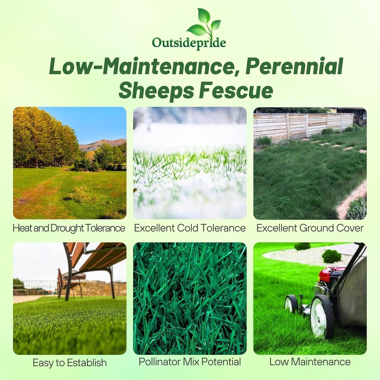 10 LBS – OptiGrowth Coated Sheeps Fine Fescue Xeriscaping Drought