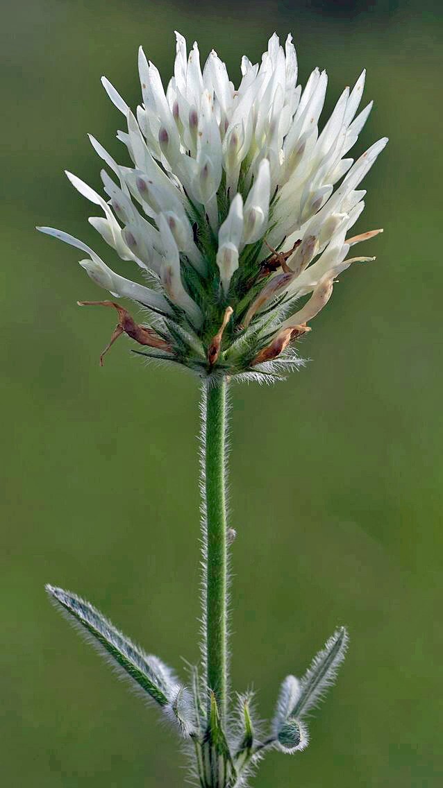 Trifolium alexandrinum | Egyptian Clover | 100 Seeds