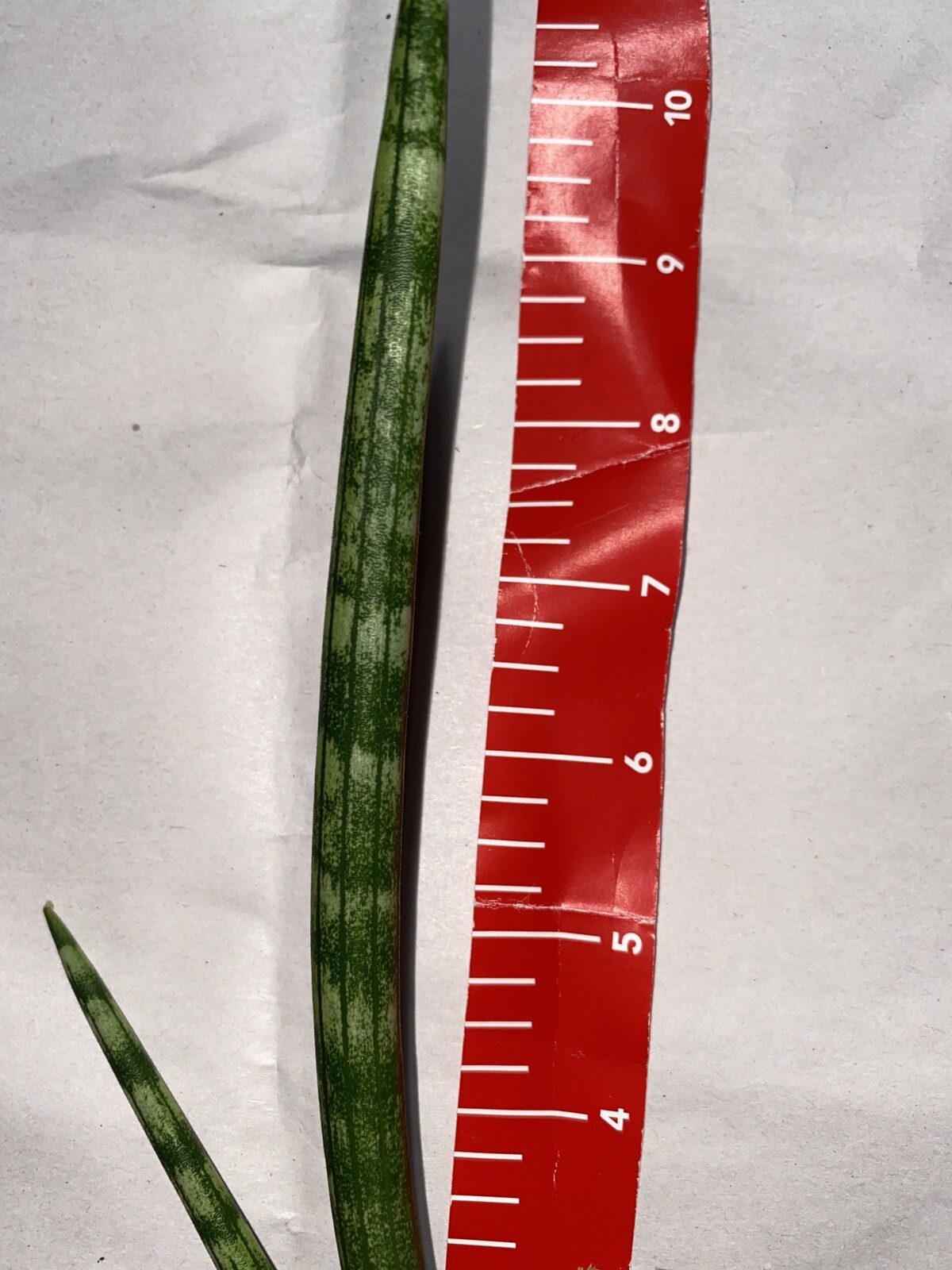 5 cuts Snake Plant Sansevieria Cylindrica 4 ” cuts unrooted Planta espada