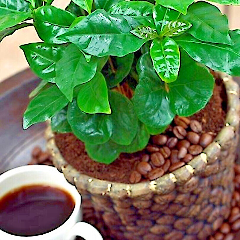 100 Coffea arabica Seeds Tropical EXOTIC Coffee Bean Indoor House Plant Tree