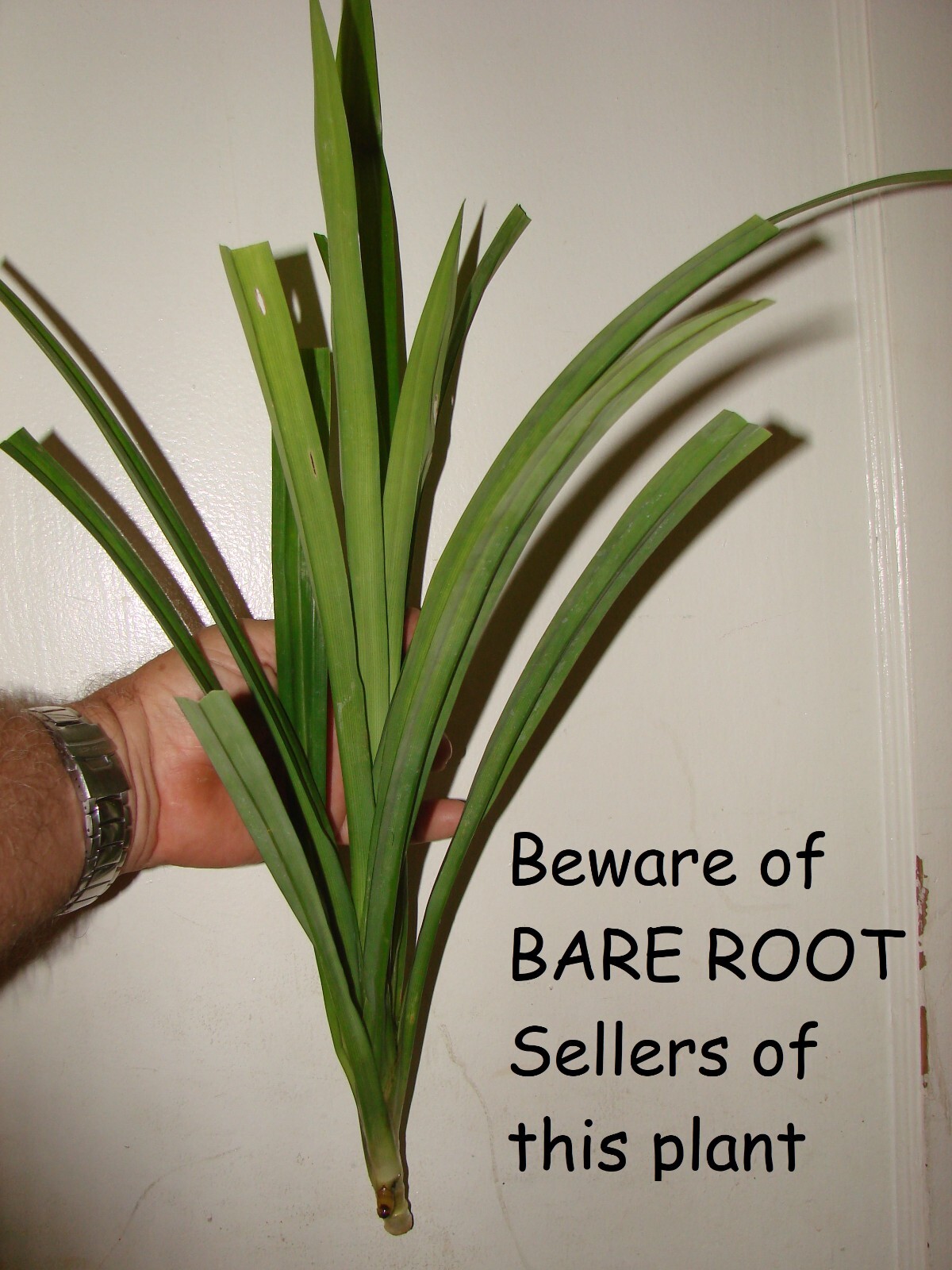 ~FRAGRANT PANDAN~ Pandanus Amaryllifolius UNIQUE SPICE rooted live Plant USA