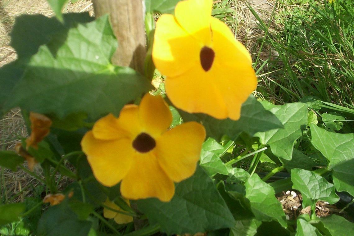 20 SEEDS BLACK EYED SUSAN VINE THUNBERGIA ALATA
